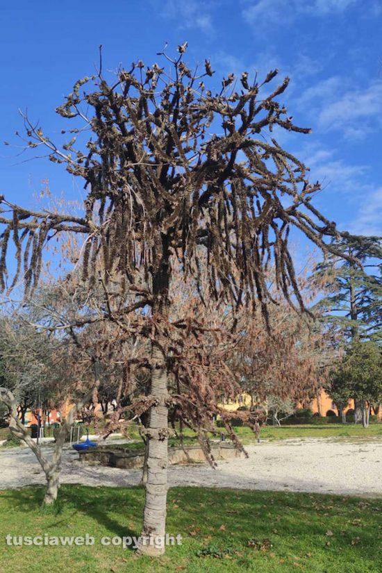 L'araucaria a Pratogiardino Lucio Battisti