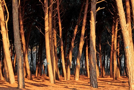 Civitavecchia- Pineta 'La Frasca'