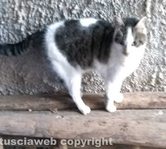Viterbo - Gatto trovato in strada Rinaldone