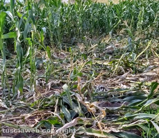 Viterbo - Una coltivazione di granturco danneggiata dai cinghiali