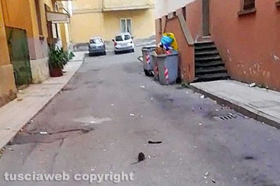 Viterbo - Pantegana in mezzo a via Pinzi