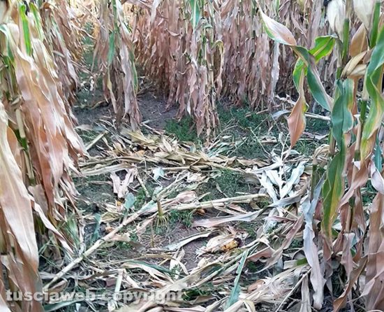 Viterbo - Una coltivazione di granturco danneggiata dai cinghiali