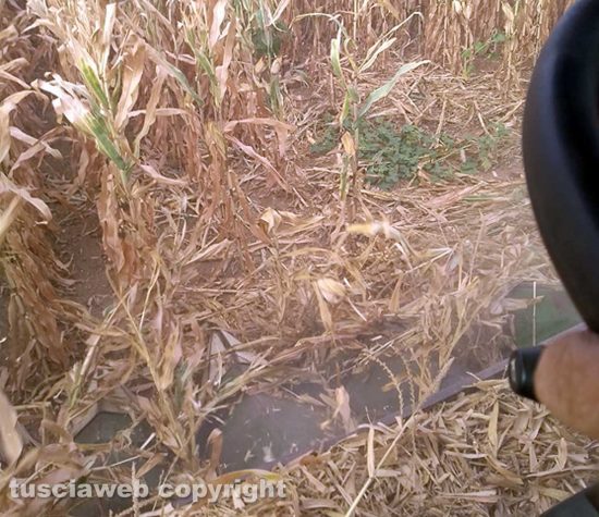 Viterbo - Una coltivazione di granturco danneggiata dai cinghiali