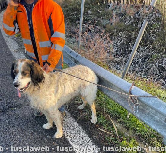 Il cane salvato dalle guardie Noetaa