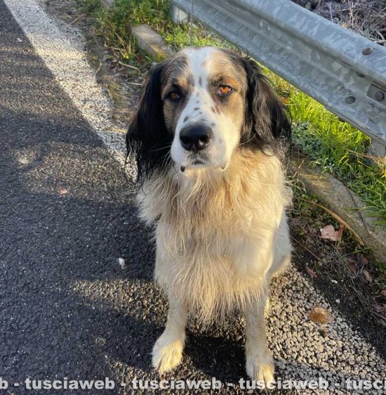 Il cane salvato dalle guardie Noetaa