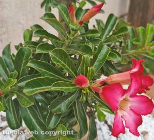 Goiânia-Go - Primavera brasiliana