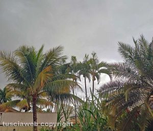 Goiânia-Go - Primavera brasiliana