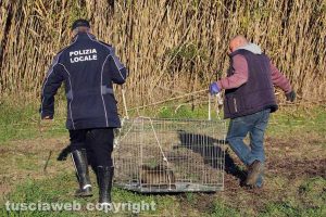 Tuscania - Nutria catturata e rimessa in libertà