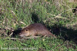 Tuscania - Nutria catturata e rimessa in libertà