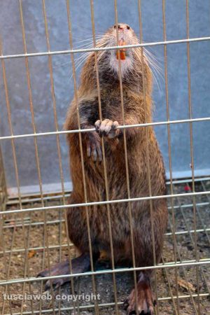 Tuscania - Nutria catturata e rimessa in libertà