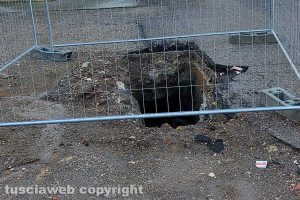 Viterbo - Una delle buche