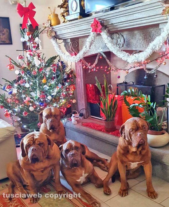 Donna, Bella, Eden, Dado