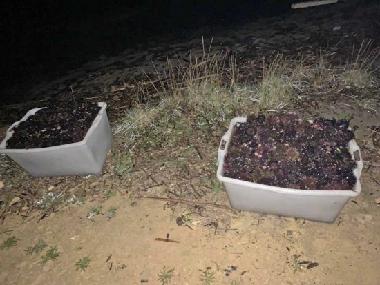 Tarquinia - Il sequestro dei ricci di mare
