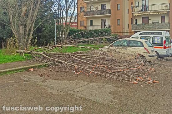Viterbo - Albero caduto in via Tarconte