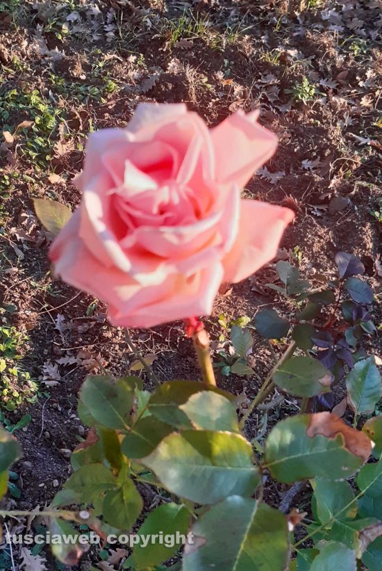 Viterbo - Rosa