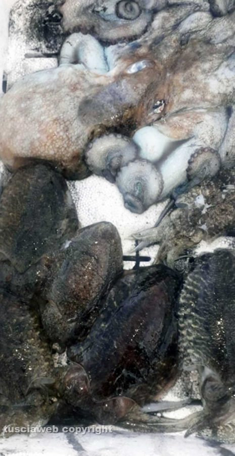 Pescato di mare a Montalto di Castro