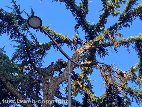 Viterbo - Si spezzano rami da albero in viale Capocci