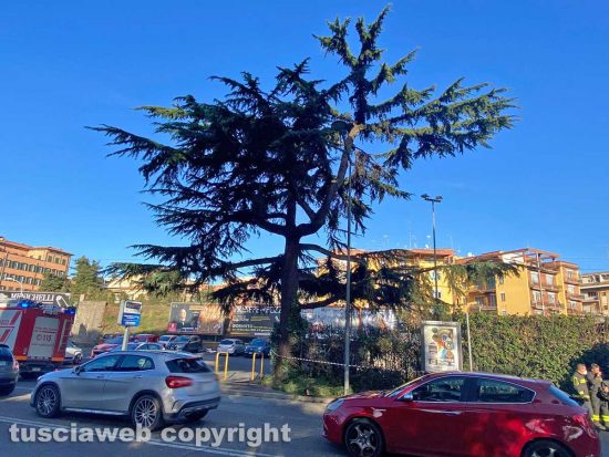Viterbo - Si spezzano rami da albero in viale Capocci