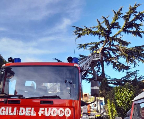 Viterbo - Si spezzano rami da albero in viale Capocci