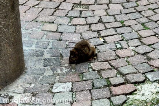 Ratto in via Fontanella del Suffragio