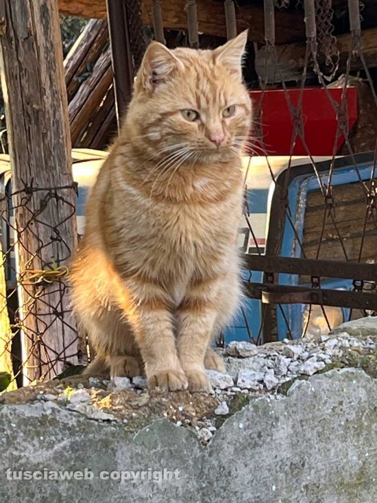 Viterbo - Il gatto trovato a strada Freddano
