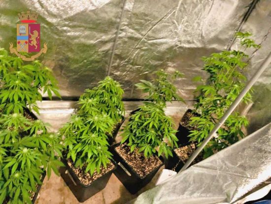 Napoli - Nascondeva piatine di marijuana in casa