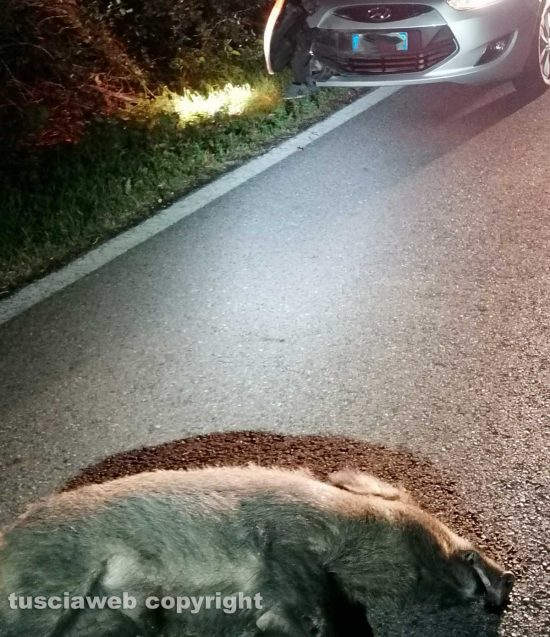 Ronciglione - Auto si schianta contro un cinghiale