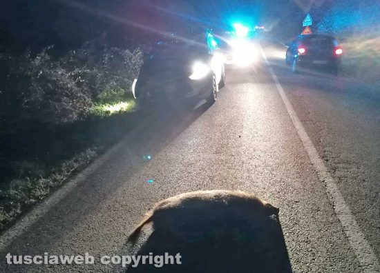 Ronciglione - Auto si schianta contro un cinghiale