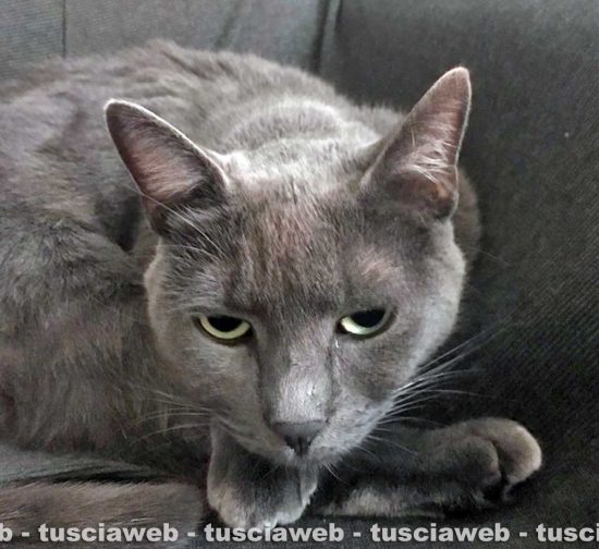 Gatto certosino smarrito in zona Pietrare