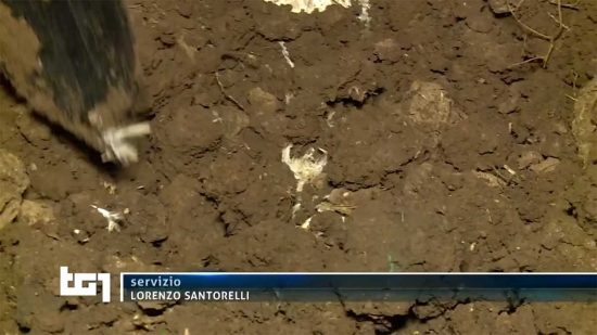 Carcasse di polli interrate nei pressi di un allevamento del Viterbese