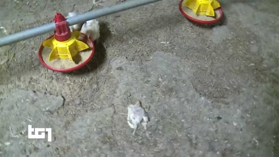Polli e carcasse in un allevamento del Viterbese