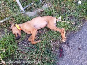 Montefiascone - Cane trovato morto