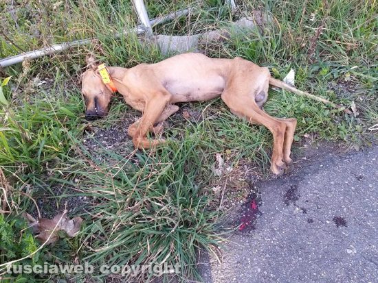 Montefiascone - Cane trovato morto