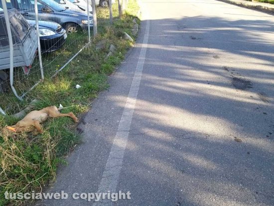 Montefiascone - Cane trovato morto