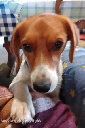Arlena di Castro - Il cane di Paola Brocca