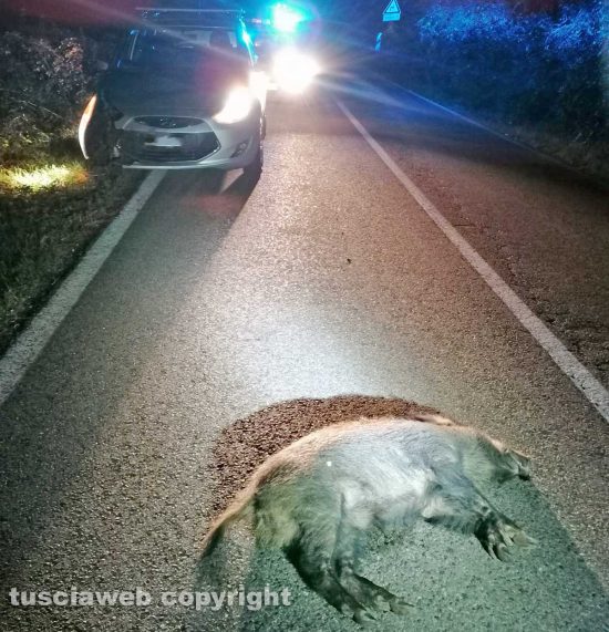 Ronciglione - Auto si schianta contro un cinghiale