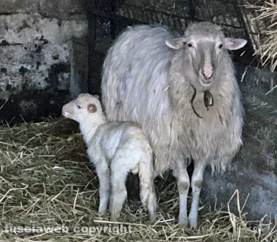 Un agnellino e la sua mamma