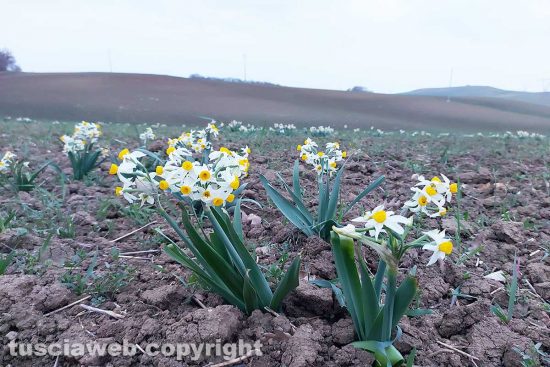Tarquinia - Fiori