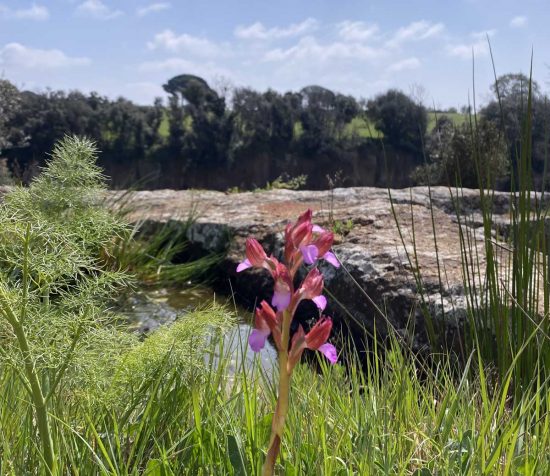 Il parco archeologico di Cerveteri e Tarquinia