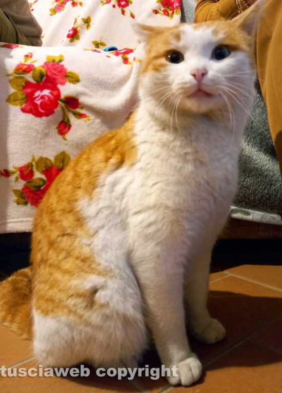 Canino - Gatto smarrito