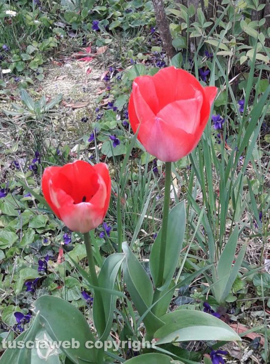 Viterbo - Tulipani