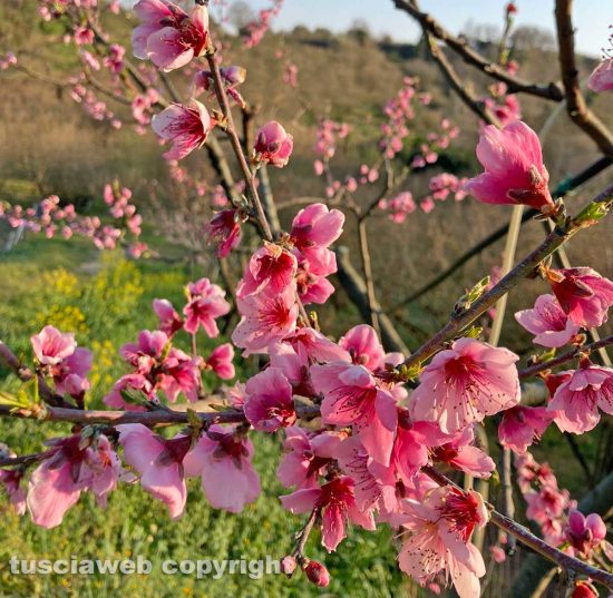 Alberi da frutta in fiore
