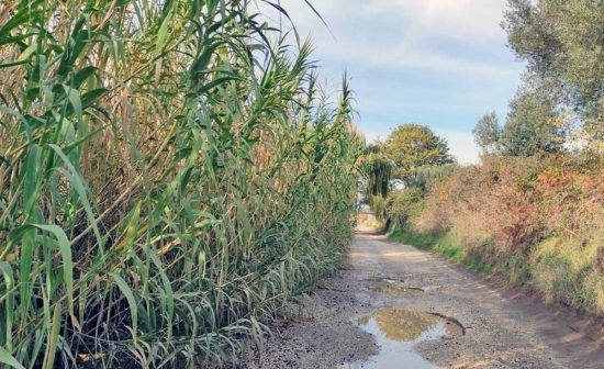 Montefiascone - Il lungolago prima dei lavori