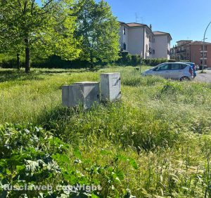Viterbo - Erba alta ai giardini della Mazzetta
