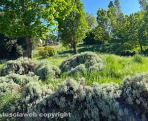 Viterbo - Erba alta ai giardini della Mazzetta
