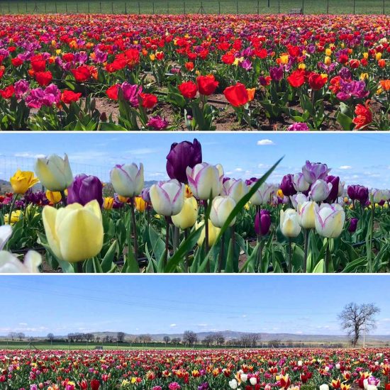 Tuscia Flower