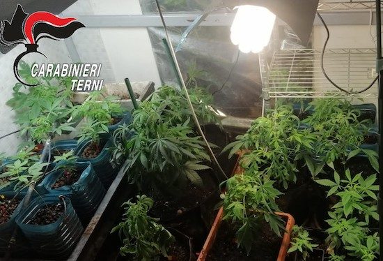 Terni - Le piante di marijuana sequestrate