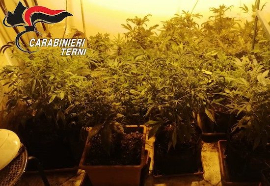 Terni - Le piante di marijuana sequestrate