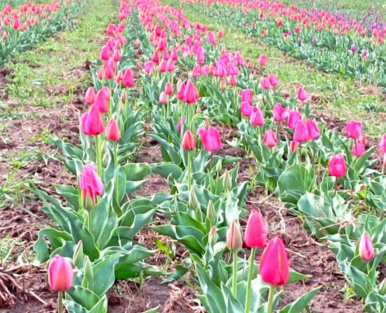 Tuscia Flower