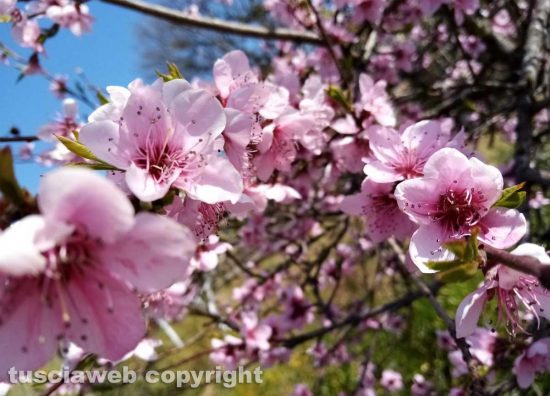 Albero in fiore